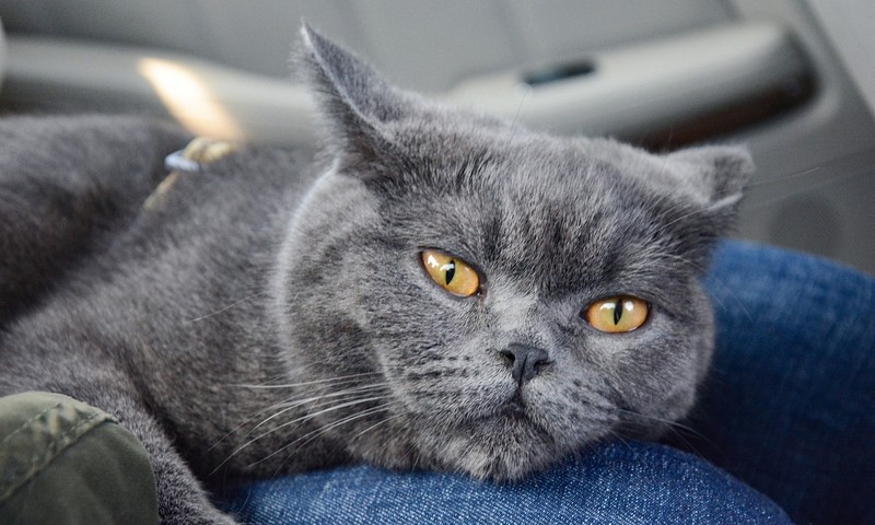 猫咪肠胃不适怎么办？猫咪肠胃调理与护理指南