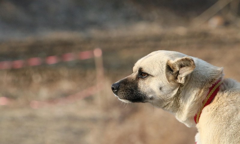 猫咪换粮全攻略：让爱宠健康过渡新主食