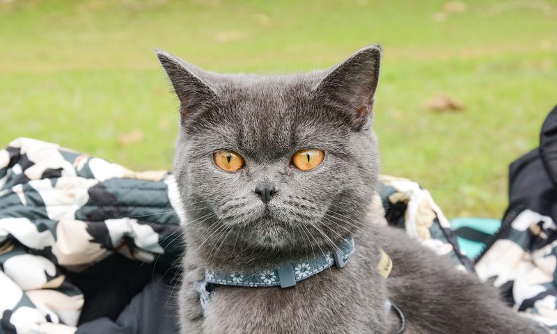 狗狗肠胃不适的常见症状及应对策略