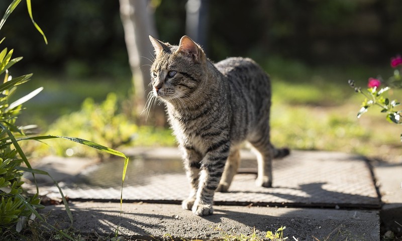 贵宾犬：聪明活泼的伴侣犬种