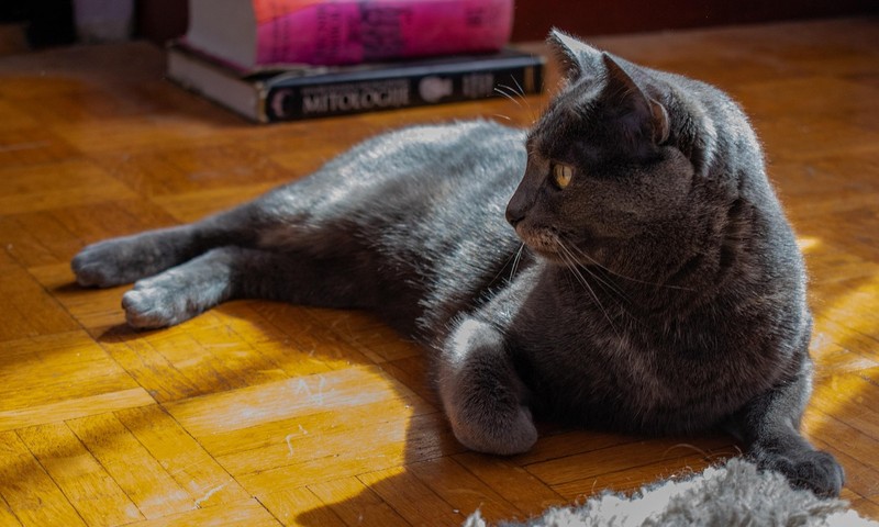 猫咪换粮攻略：平稳过渡，呵护猫咪肠胃健康