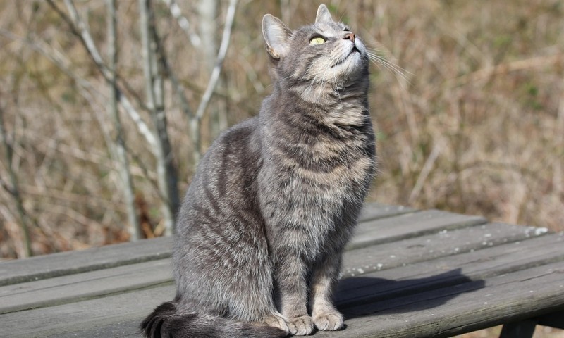 猫咪品种介绍：英国短毛猫的优雅与稳定