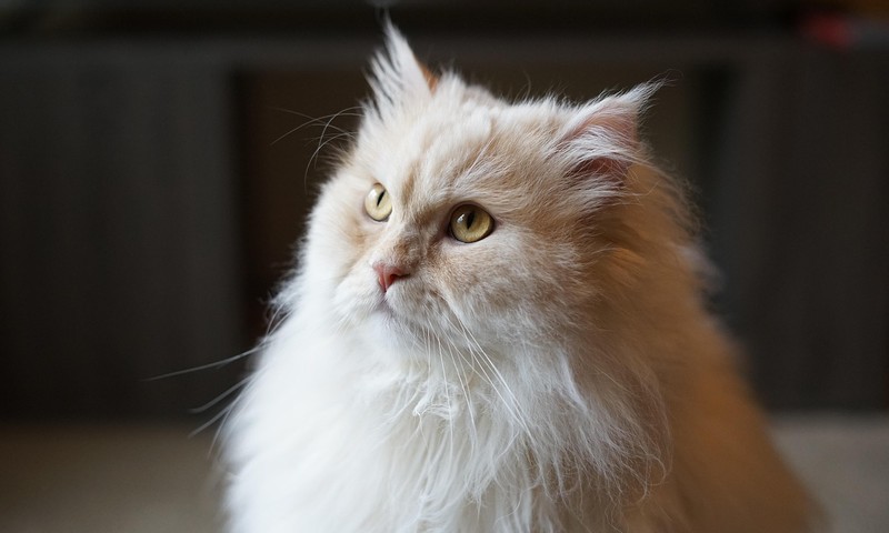 猫咪换粮攻略：平稳过渡，呵护猫咪肠胃健康