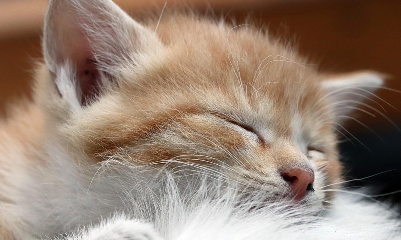 狗狗毛发护理全攻略：从饮食到日常打理，让你的狗狗毛发光泽亮丽