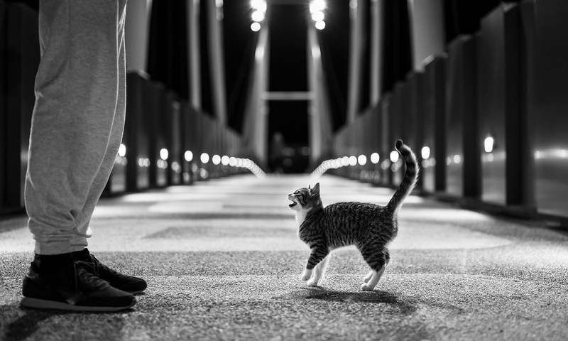 狗狗毛发护理全攻略：从饮食到日常打理，让狗狗毛发光泽亮丽