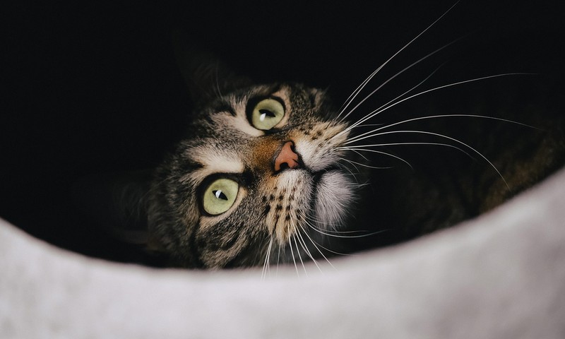 狗狗换粮攻略：如何顺利过渡，让爱宠饮食健康