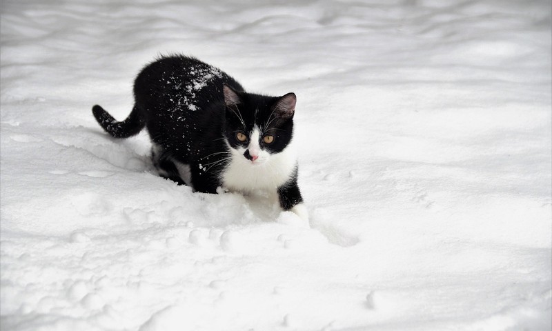 狗狗皮肤问题的识别与处理方法