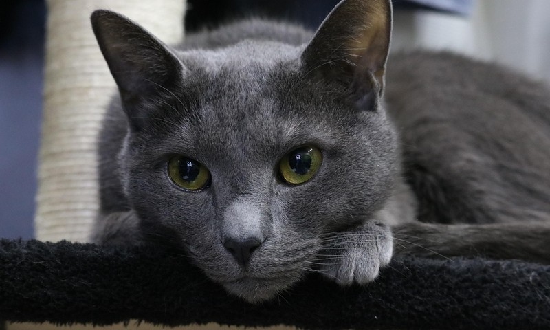 狗狗皮肤问题的识别与护理