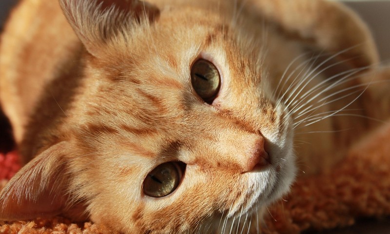 忠诚勇敢的伙伴：揭秘斗牛犬的品种特点与养护技巧