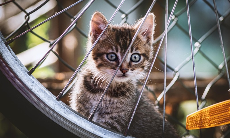 狗狗常见皮肤问题：症状、预防与护理指南