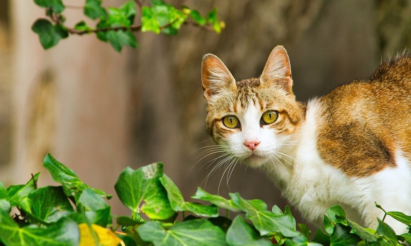 狗狗毛发护理全攻略：如何让狗狗拥有一身顺滑的毛发？