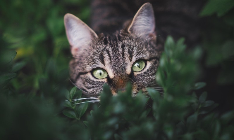 猫咪中的优雅代表——波斯猫