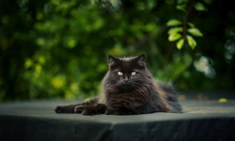 忠诚勇敢的伙伴——金毛寻回犬