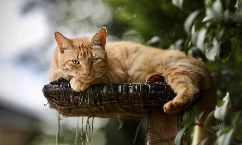 猫咪中的优雅舞者——波斯猫的品种特点与养护指南