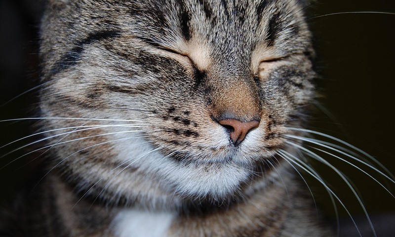 忠诚伙伴的典范——金毛寻回犬的品种解析