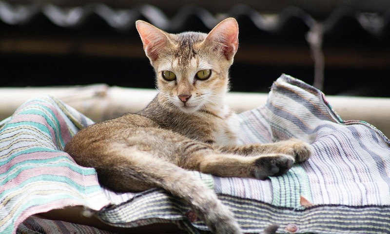 猫咪皮肤问题的识别与预防