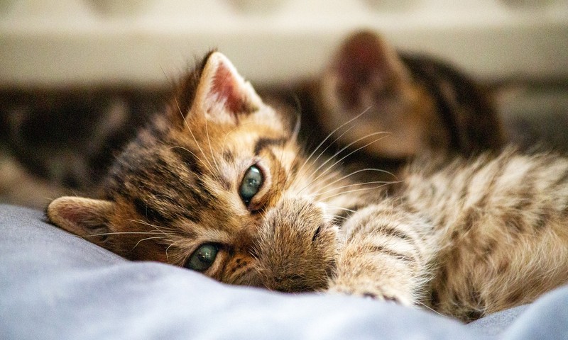 拉布拉多寻回犬：勇敢与亲和力的象征