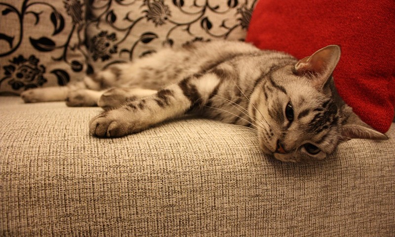 猫咪品种大揭秘：短毛猫的优雅与长毛猫的温婉