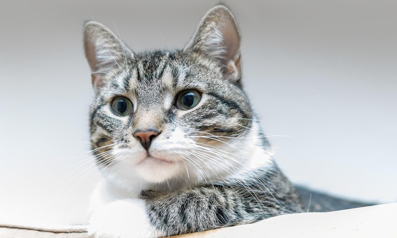 狗狗品种全解析：从小型犬到大型犬，总有一款适合你