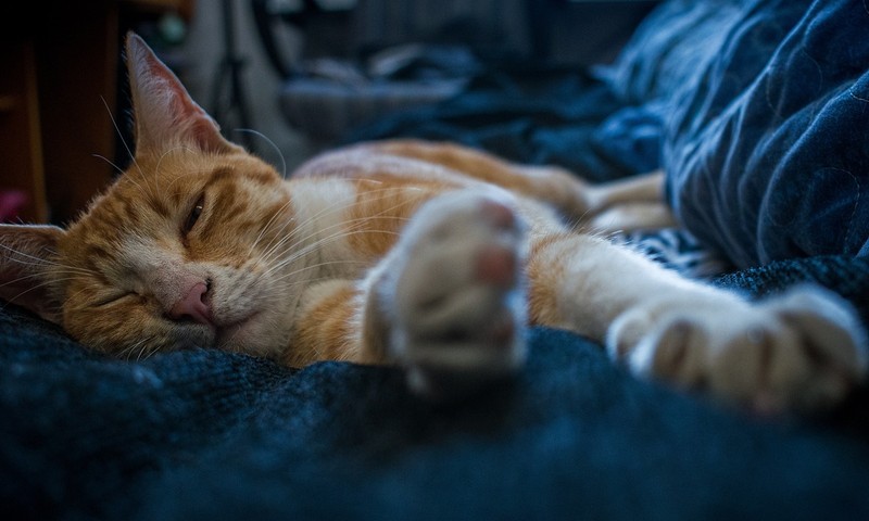 猫咪界的“小熊猫”：暹罗猫的品种特点与养护指南