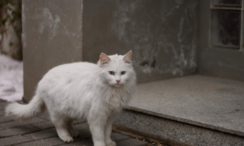 忠诚的小伙伴——金毛寻回犬的品种特点与饲养技巧