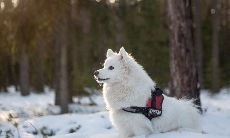 喵星人的“化妆”时刻：我的小猫咪如何“变身”成萌宠小明星