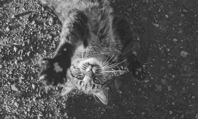 金毛寻回犬：忠诚与智慧的完美结合