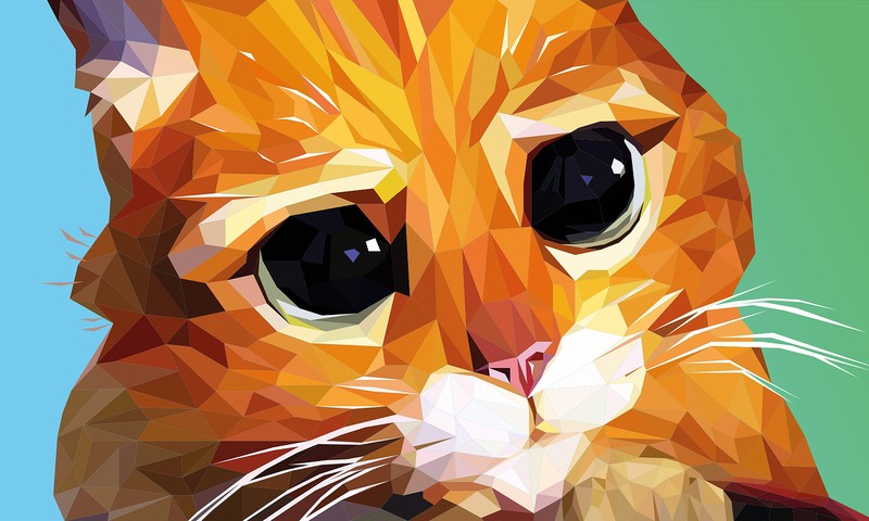 波斯猫：优雅与神秘的代表