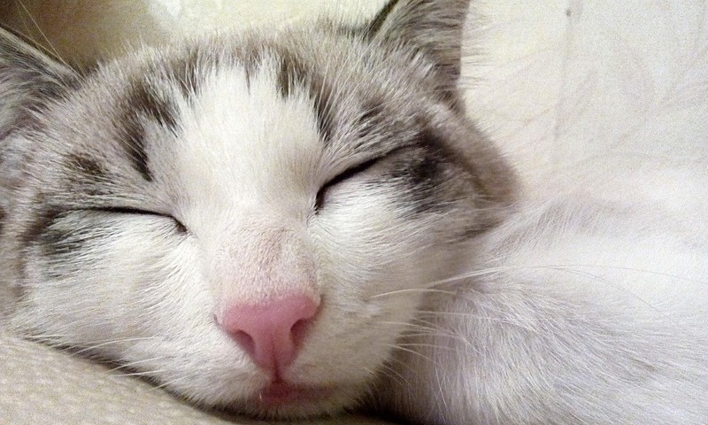 猫界优雅代表：波斯猫的起源与养护指南