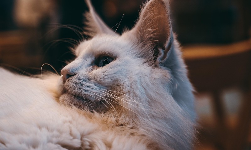 狗狗品种百科：忠诚伙伴——金毛寻回犬