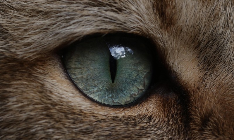 猫咪肠胃调理：预防肠胃疾病，呵护猫咪健康