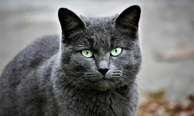 狗狗腹泻：症状识别与家庭护理