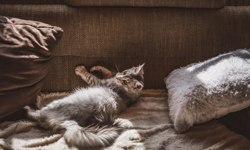 狗狗毛发护理全攻略：让你的狗狗毛发光亮如丝