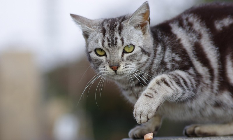 猫咪肠胃不适的常见症状及预防措施