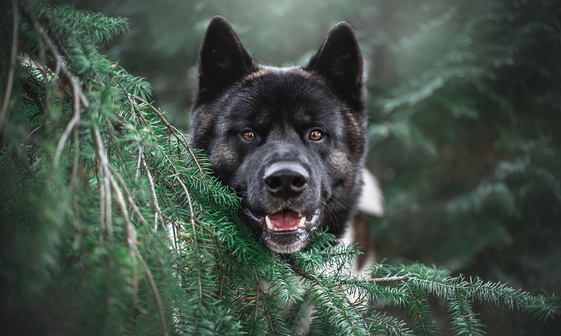 猫咪换粮攻略：平稳过渡，呵护猫咪肠胃健康