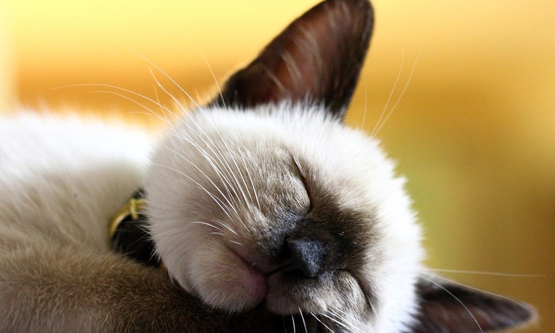 宠物肠胃不适的早期信号与调理方法