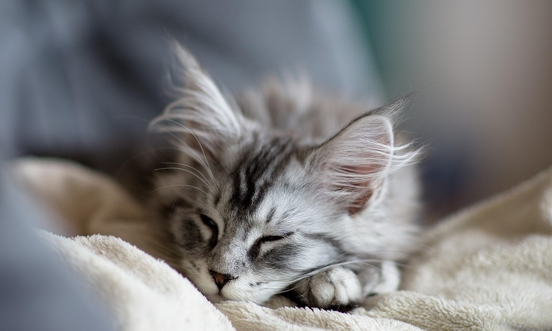 猫咪皮肤问题：常见症状及预防措施