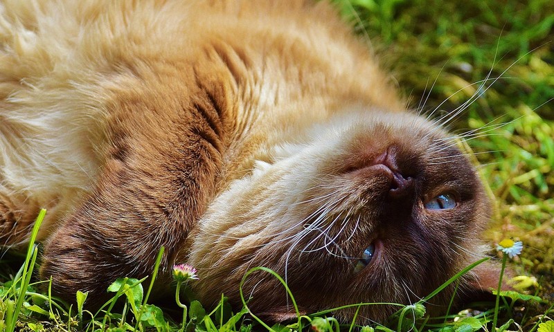 狗狗毛发护理全攻略：如何让狗狗拥有亮丽毛发？