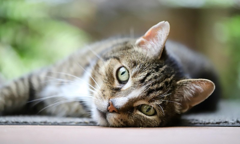 狗狗品种大揭秘：了解拉布拉多寻回犬