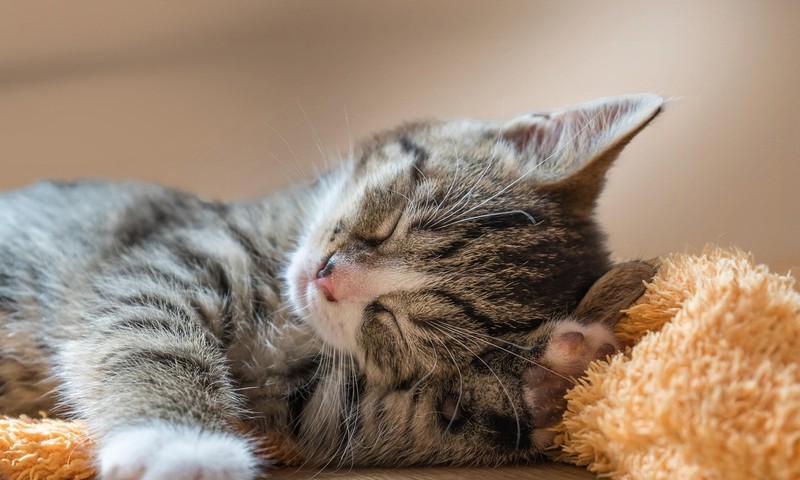 猫咪肠胃不适怎么办？揭秘猫咪常见肠胃问题及调理技巧