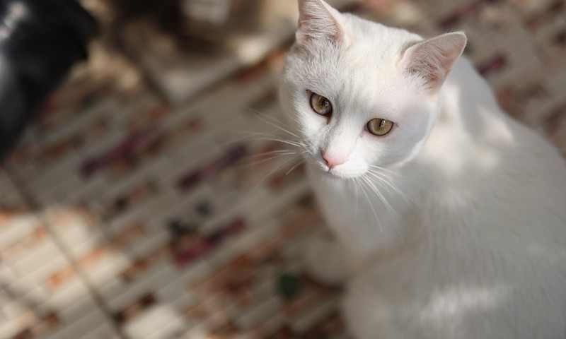 金毛寻回犬：忠诚与智慧的完美结合