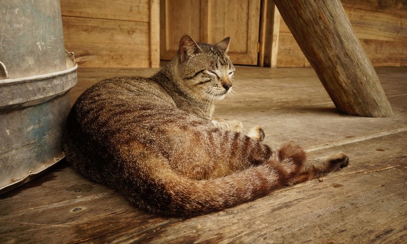 狗狗皮肤问题：原因、症状、预防和护理
