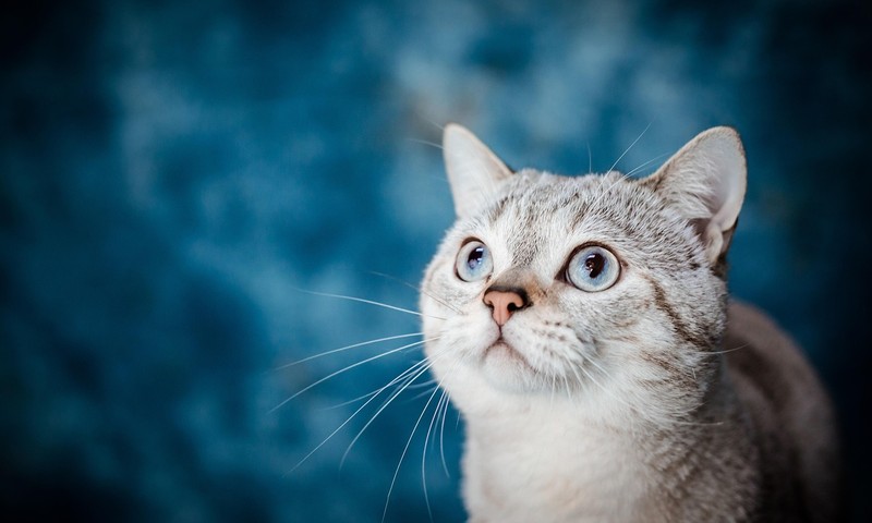 猫咪肠胃不适的常见症状与预防措施