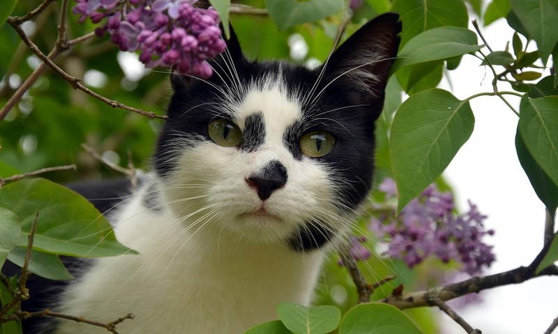 狗狗毛发护理全攻略：从饮食到日常打理，让狗狗毛发亮丽如丝