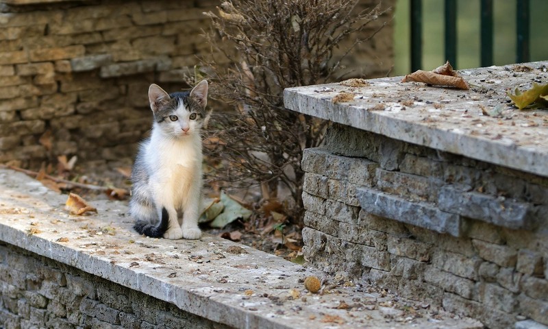 狗狗品种揭秘：金毛寻回犬的忠诚与智慧