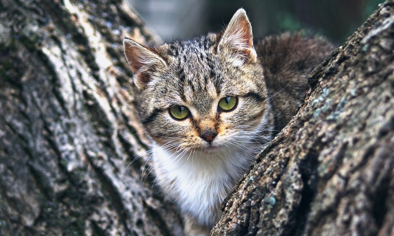 宠物皮肤问题解析：常见症状、预防与护理方法