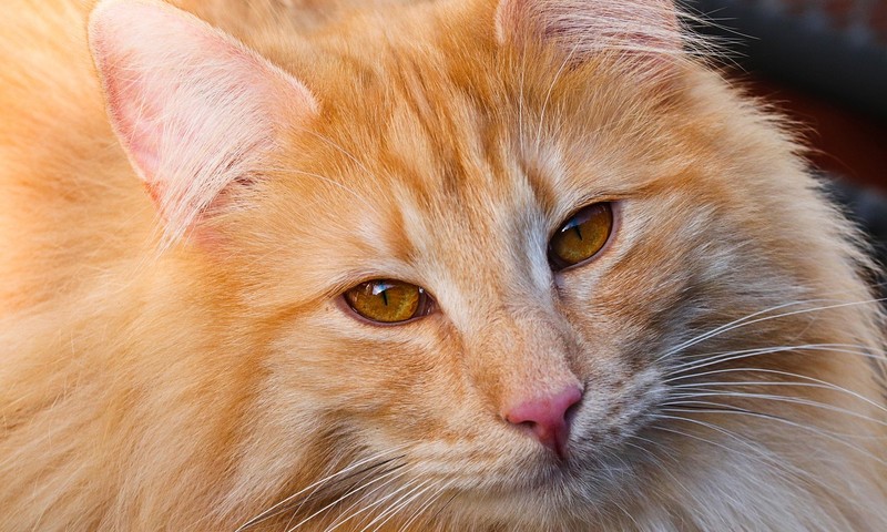 猫咪肠胃调理全攻略：常见症状与预防措施