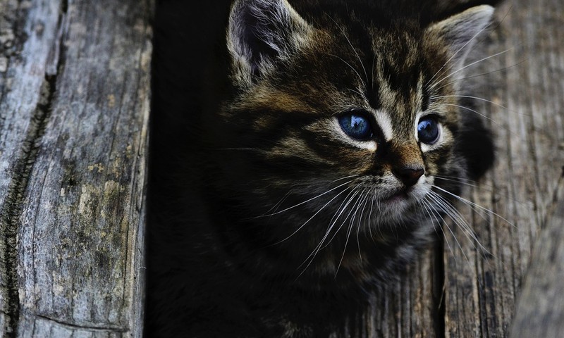 猫咪换粮攻略：平稳过渡，呵护猫咪肠胃健康