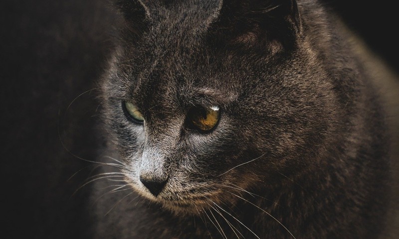 狗狗中的“小精灵”——比熊犬的品种特点与养护指南