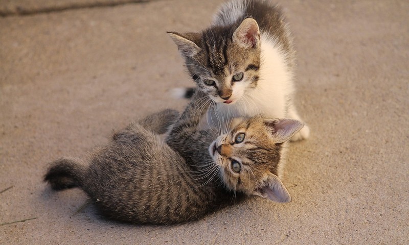 忠诚勇敢的守护者——德国牧羊犬的品种特点与养护指南